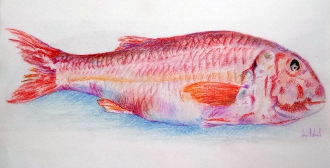 Desenho RBD_20140826_salmonete