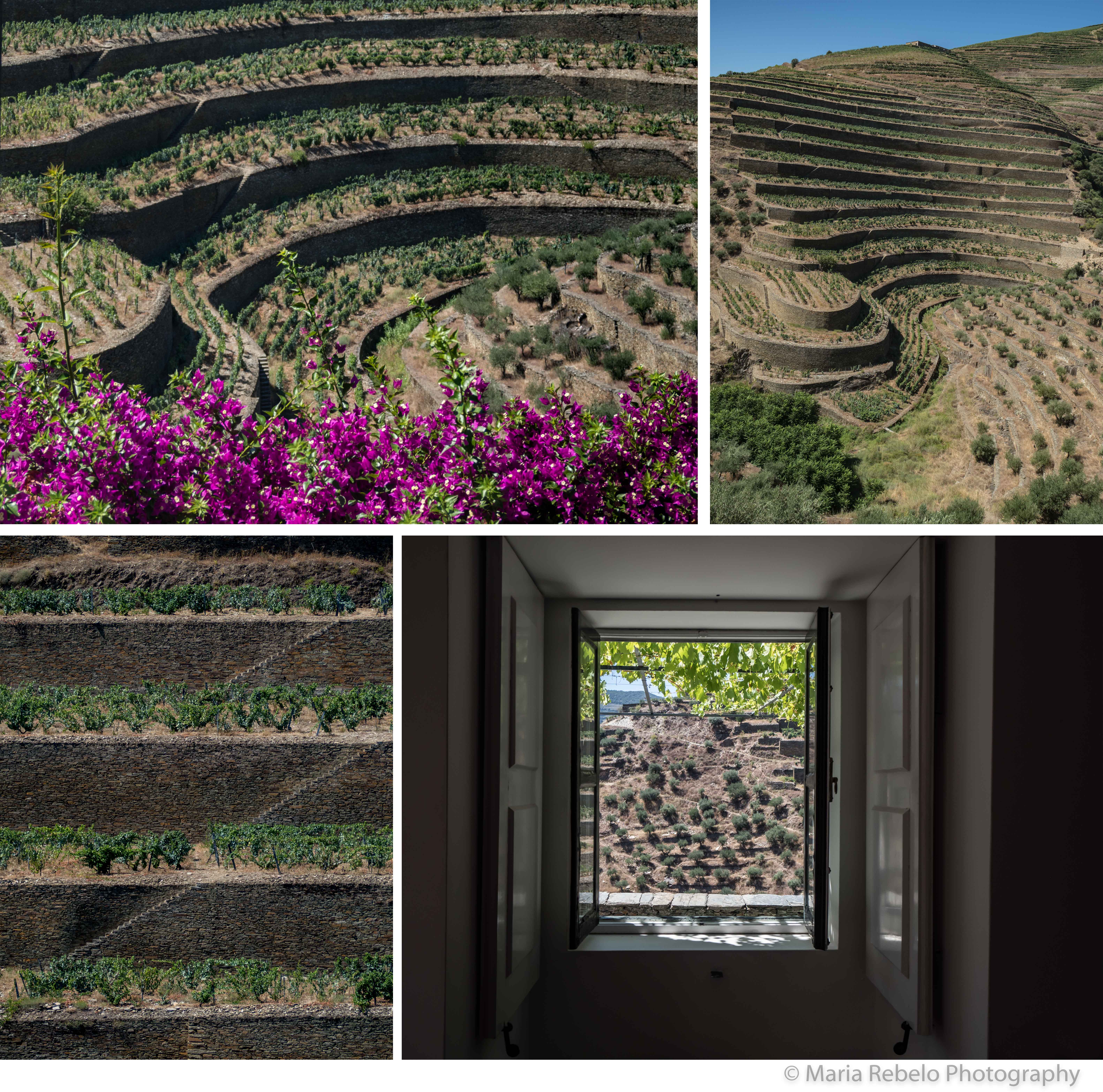 Quinta da Boa Vista Composit