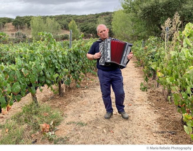 Harvest at Monte da Ravasqueira