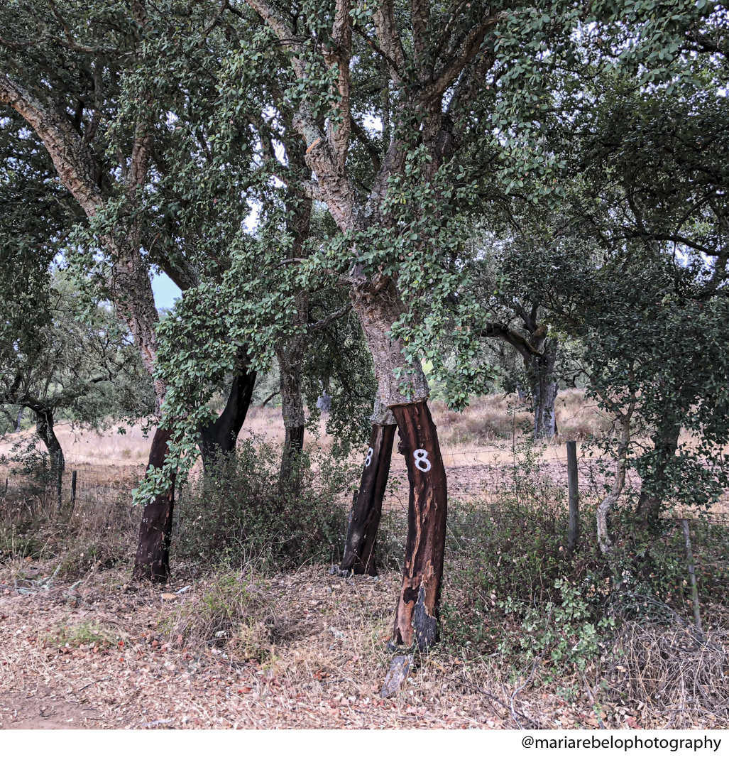 Cork Trees Ravasqueira