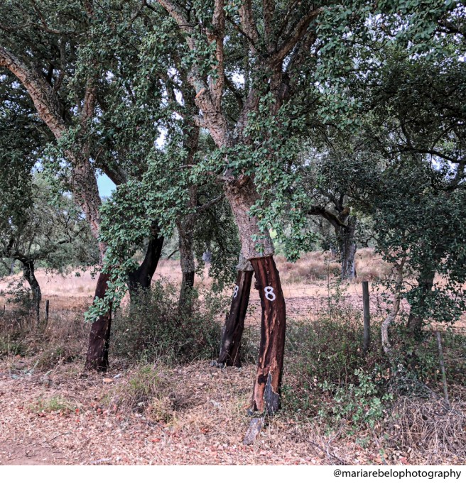Cork Trees Ravasqueira